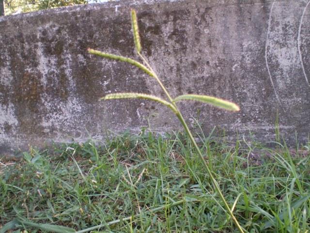 graminacea (?) - Paspalum dilatatum